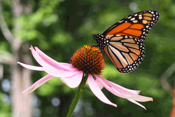 urna virág ültetés